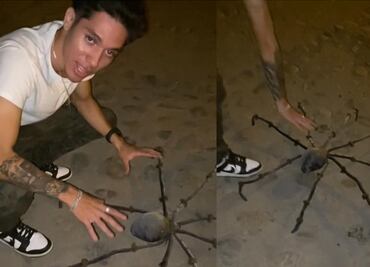 Viral: araña hecha de coco saca varios sustos en TikTok