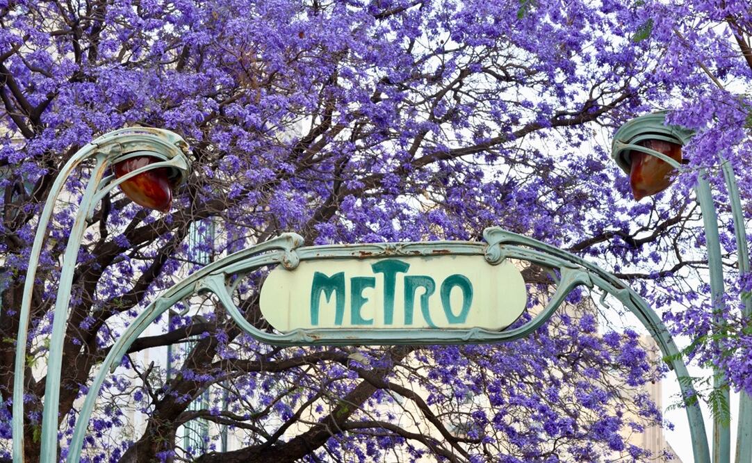 En el acceso al metro bellas artes es enmarcado por las flores moradas. Foto: Valente Rosas/EL UNIVERSAL.