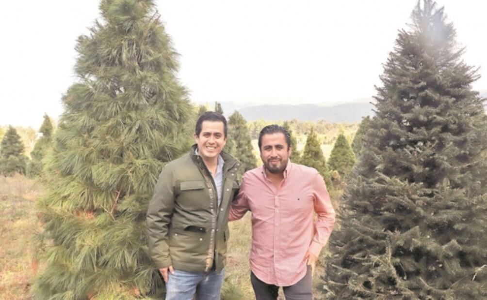 Germina la paz entre pinos, pese al Covid-19