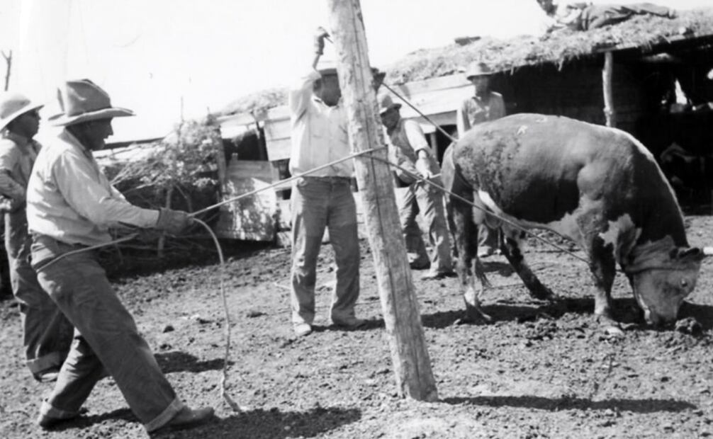 En mayo de 1929, EL UNIVERSAL aseguró que “el emigrante mexicano en E. U. es factor decisivo de riqueza. Contribuye a la creación del bienestar del que se enorgullecen nuestros vecinos. El mexicano sólo sería un intruso si consumiera más de lo que produce, pero es lo contrario: mientras que nuestros operarios cobran salarios de hambre, sus patrones enriquecen”. Foto: Wikimedia Commons
