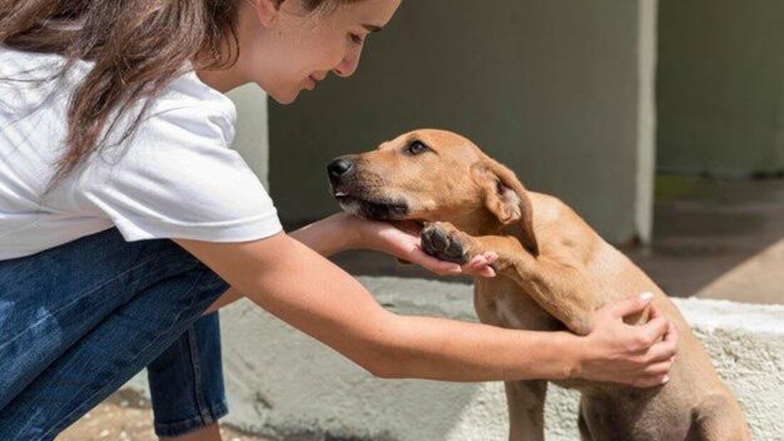 Las organizaciones y las familias de acogida suelen trabajar en red para difundir la situación de los perros. Fuente: Freepik.