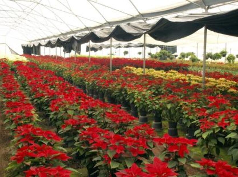 6 villages in Mexico to spend a holly, jolly Christmas