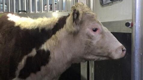 Vaca escapa de rastro en NY; la llevan a santuario