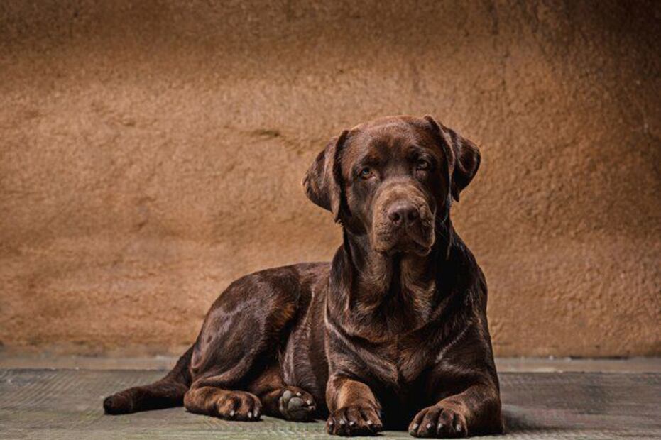 La inteligencia artificial decide cuál es la mejor raza de perro. Fuente: Freepik.