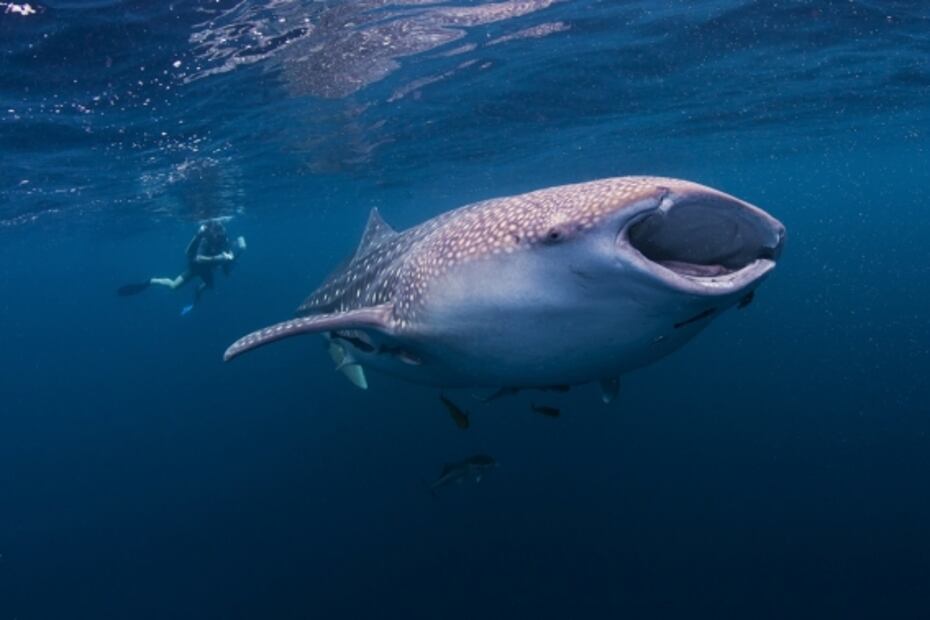 Lugares en México para ver mantas gigantes y tiburones