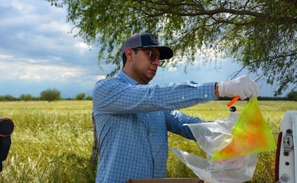 Tamaulipas invierte más de 5 mdp en prevención y monitoreo contra el gusano barrenador; instalan trampas para mosca