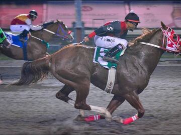 Picks y resultados del Hipódromo de las Américas