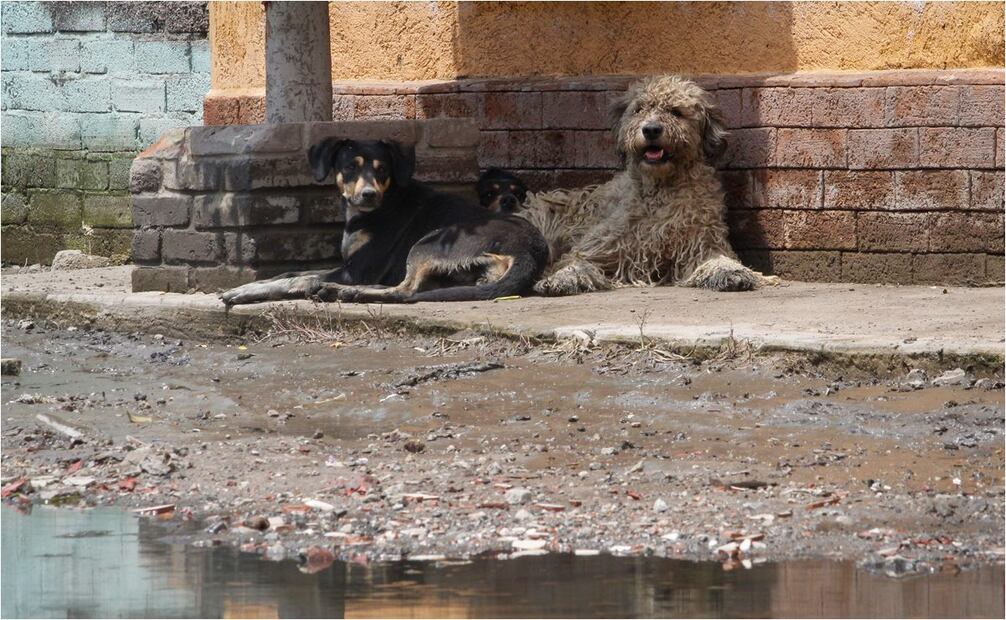 Perros y gatos sufren la inundación en Chalco, Estado de México. Foto: Luis Camacho/EL UNIVERSAL