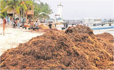 Sargazo podría impactar empresas de la Bolsa