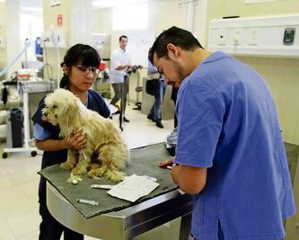 Pide CDMX ajustar Ley de Bienestar Animal