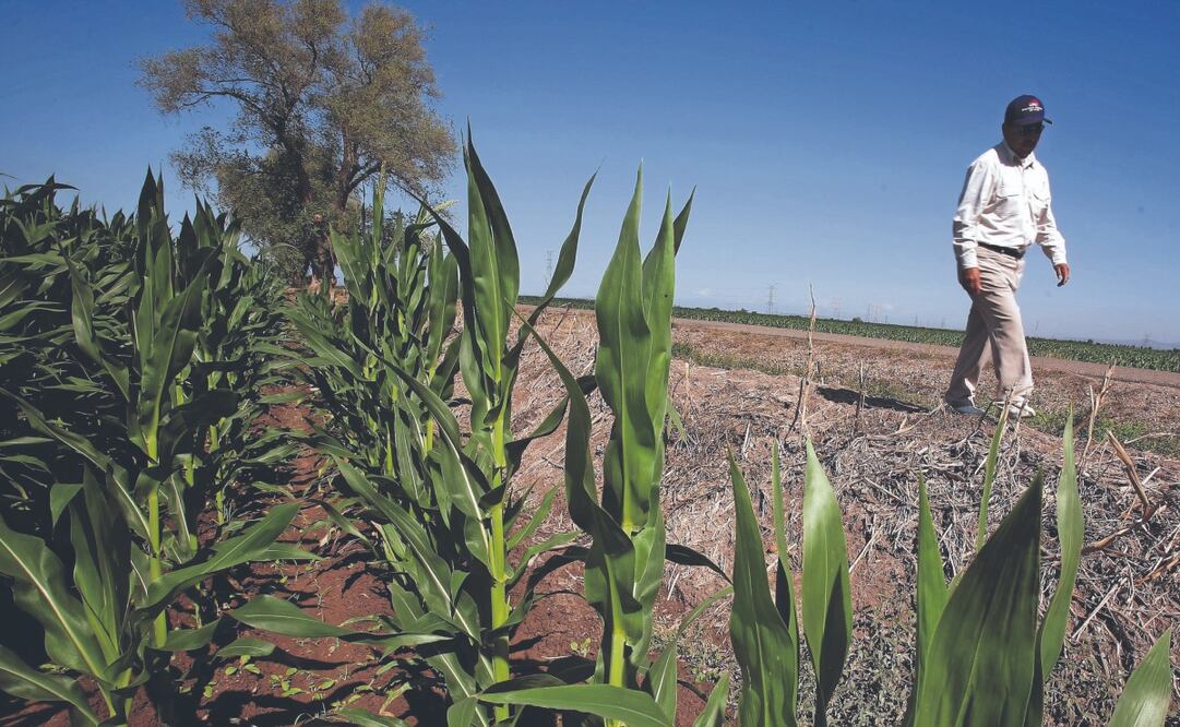 Se tiene que revertir el decreto del 13 de febrero del año pasado para cumplir con la resolución del panel, señalan. Archivo El Universal