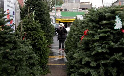 En servicio, centros de acopio de árboles navideños