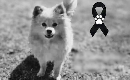 Fiscalía investiga caso del perrito “Rocket”; fue robado y luego devuelto muerto a su dueño en Puebla