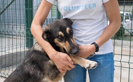 Requisitos para crear un refugio de adopción animal; descubre lo que necesitas según veterinaria