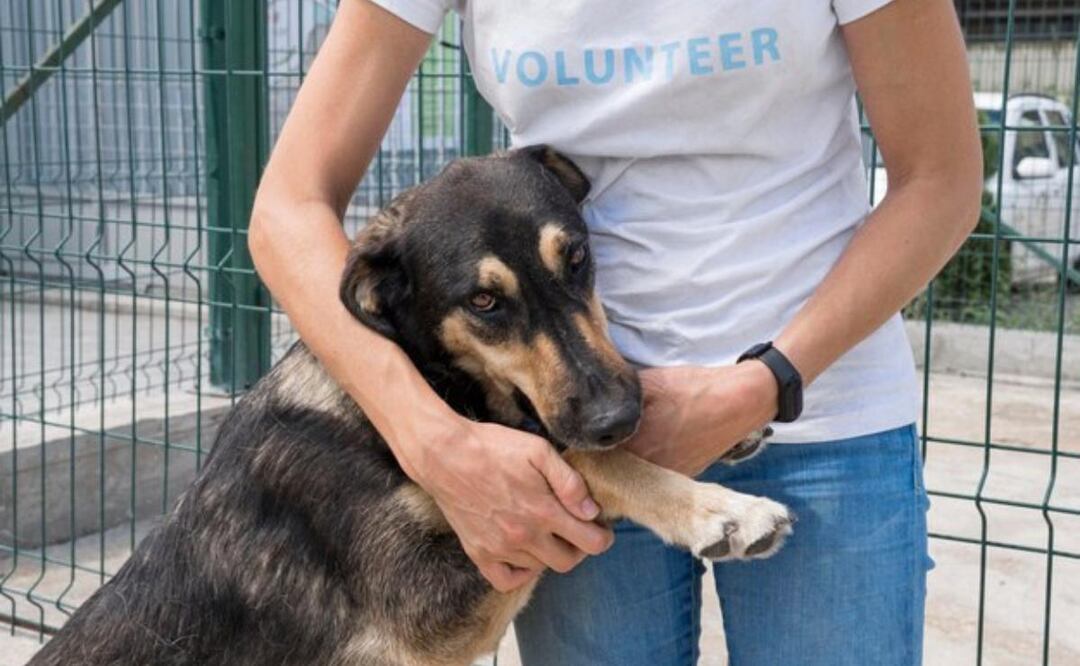 Las organizaciones y las familias de acogida suelen trabajar en red para difundir la situación de los perros. Fuente: Freepik.