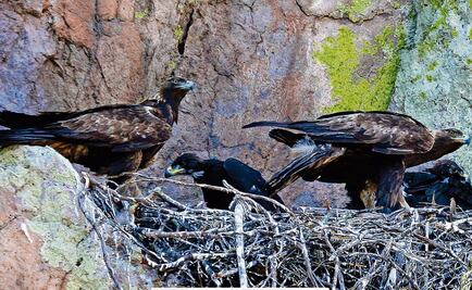 Águila real, un símbolo en peligro de extinción