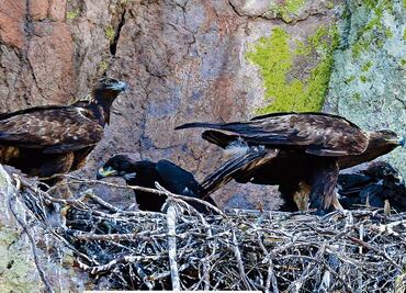 Águila real, un símbolo en peligro de extinción