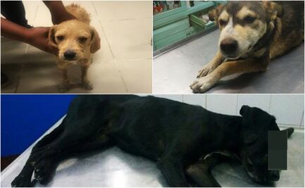 Caso de perrita violada en Nezahualcóyotl no es el único impune