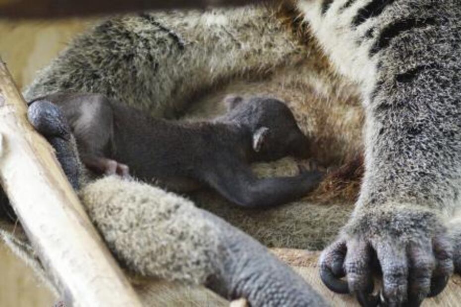 Nace en zoológico un animal fuera de lo común