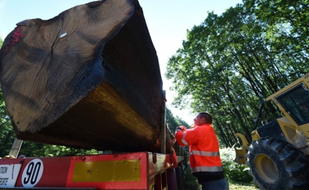 Talan los primeros robles para restaurar Notre Dame