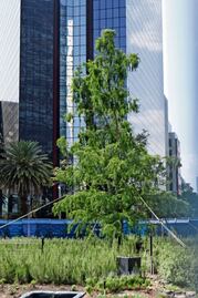 El ahuehuete de Reforma resiste olas de calor