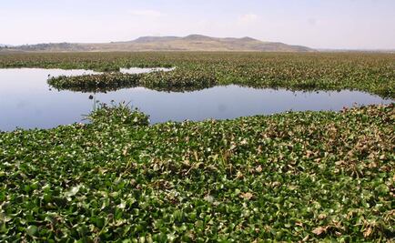 Once a pest, water hyacinth is now a sustainable product