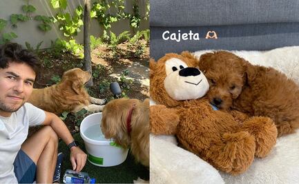 Checo Pérez y su historial de mascotas; el piloto mexicano es fanático de los perros