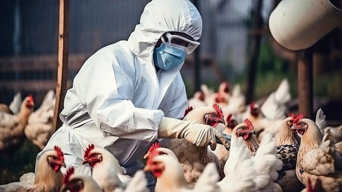 Las personas que trabajan en las granjas avícolas con más susceptibles de contraer esta enfermedad infecciosa. Foto Especial