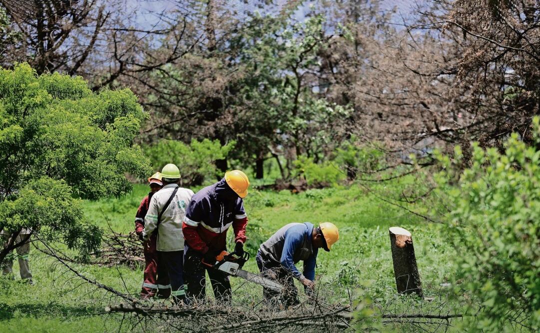 La madera de los árboles que han sido retirados no se irá a la basura, sino que será reutilizada para otras obras dentro del Parque Nacional, explicó la bióloga Laura Mendoza. Foto: Diego Simón / EL UNIVERSAL