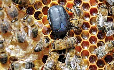 Plaga de escarabajos amenazan producción de miel en Yucatán; podría exterminar hasta el 80% de las colmenas, asegura apicultor