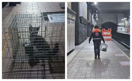 Rescatan a gata en estación Copilco; personal del Metro logró su captura con trampa en bajo andén
