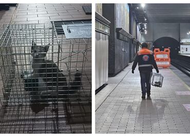 Rescatan a gata en estación Copilco; personal del Metro logró su captura con trampa en bajo andén