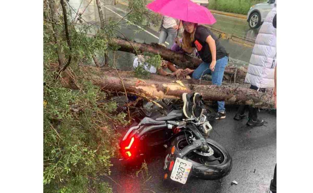 En Hacienda de la Luz, en la calle Orquídea, cayó una rama, un árbol de unos 3 metros de largo, sin que se registraran víctimas, informaron autoridades municipales. Foto: Especial