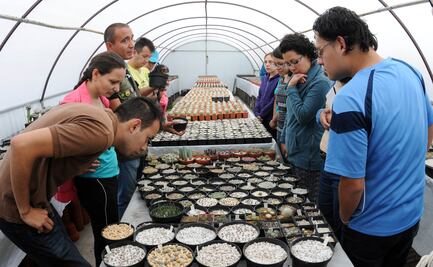Pide UNAM “adoptar” plantas en peligro de extinción