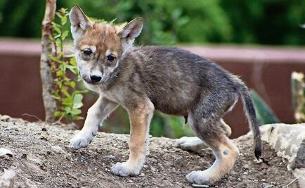 3 Mexican wolf cubs are born in Mexico