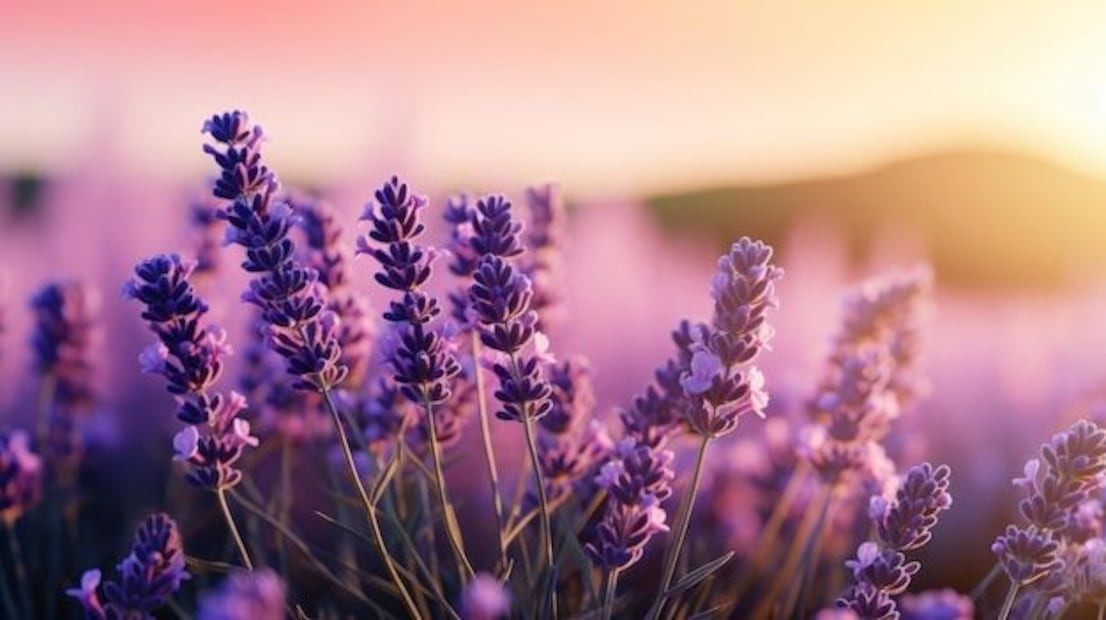 Los beneficios de la lavanda no se limitan a su uso aromático. Fuente: Freepik.