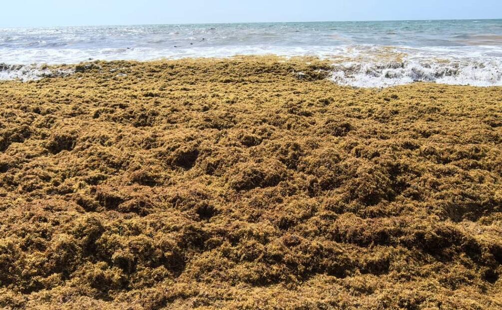 Aumento de temperaturas en mares dispara sargazo en costas de Quintana Roo (05/06/2025). Foto: Adriana Varillas / EL UNIVERSAL