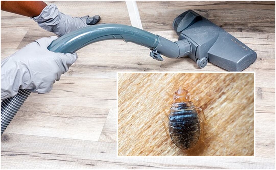 ¿Cómo detectar un nido de chinches? Foto: Pixabay