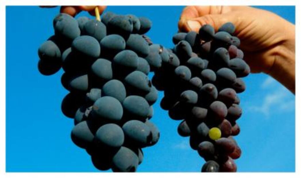 Súperalimentos que mejoran los nutrientes protegiendo nuestra salud