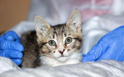 Estas son las claves para saber si un gato tiene fiebre sin termómetro