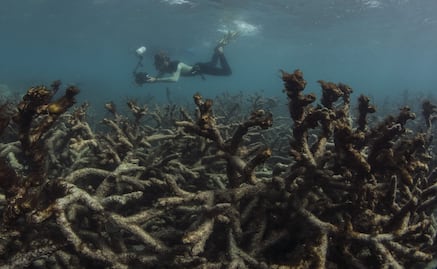 Hay esperanza de salvar los arrecifes coralinos