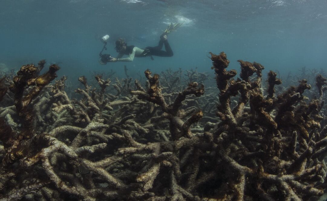 Los arrecifes coralinos se están deteriorando en todo el mundo y  las actuales estrategias para conservarlos son insuficientes. FOTO: Archivo/ EL UNIVERSAL