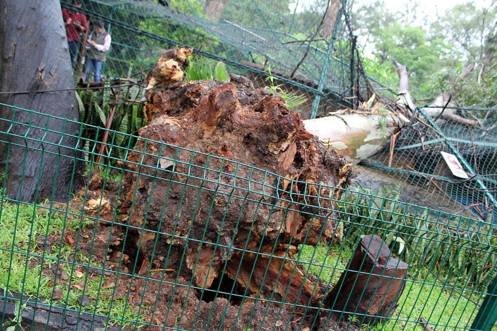 Un árbol cayó sobre una de las jaulas del Zoológico Benito Juárez, dañando la estructura metálica sin que se suscitaran mayores consecuencias (Foto: tomada de Twitter @Zoo_morelia)