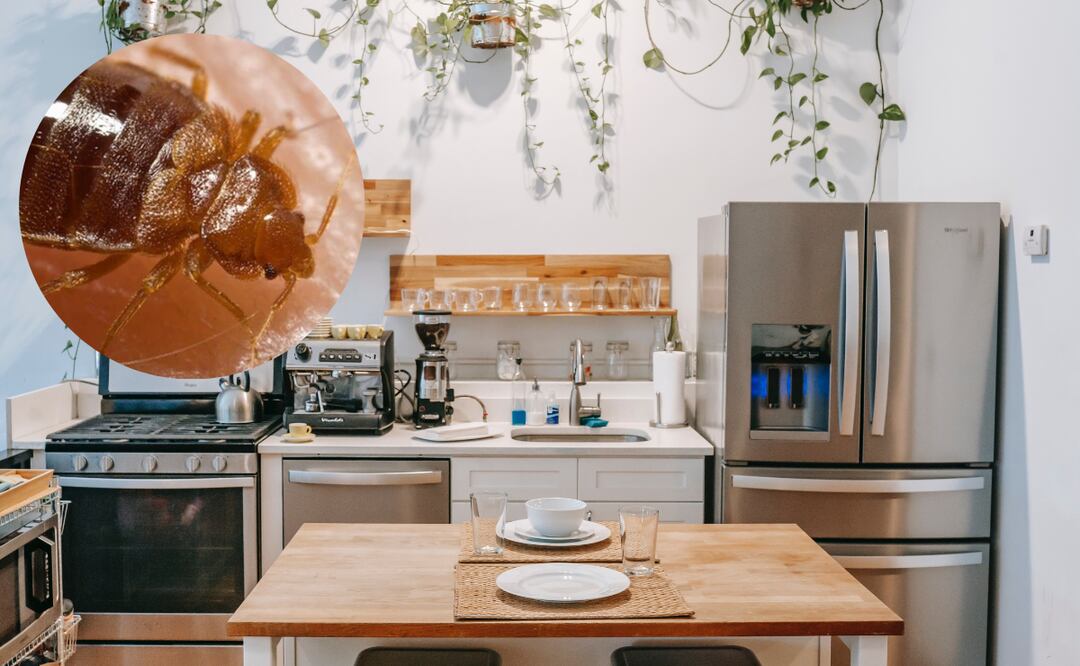 Toma en cuenta esta guía para prevenir la aparición de chinches en casa. Te decimos qué hacer para mantenerte alejado de esta plaga. /  Foto: Especial