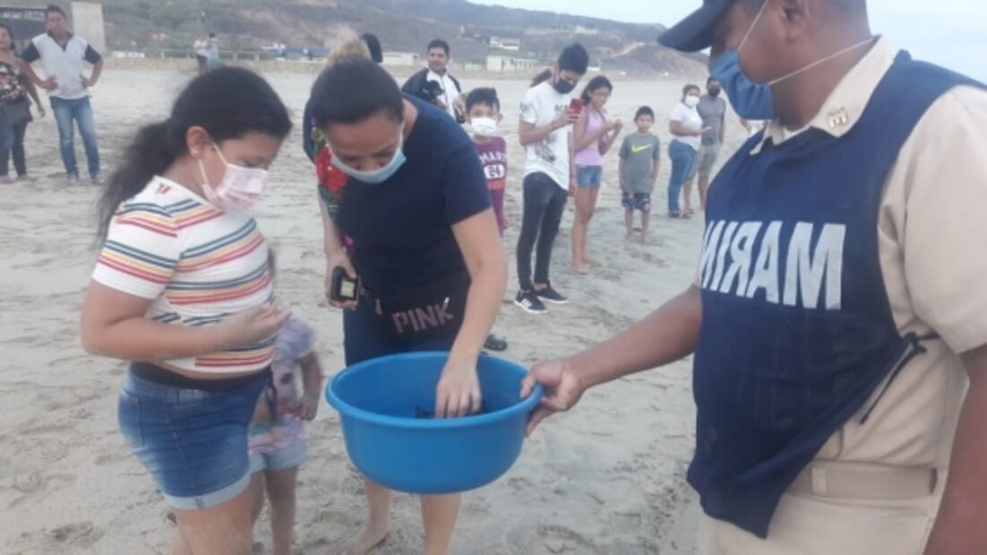 Libera Marina 44 crías de tortuga ‘golfina’ en Oaxaca