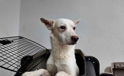 ¡No compres, adopta! Alistan "3er Adoptatón" de perros y gatos; entérate dónde y cuándo