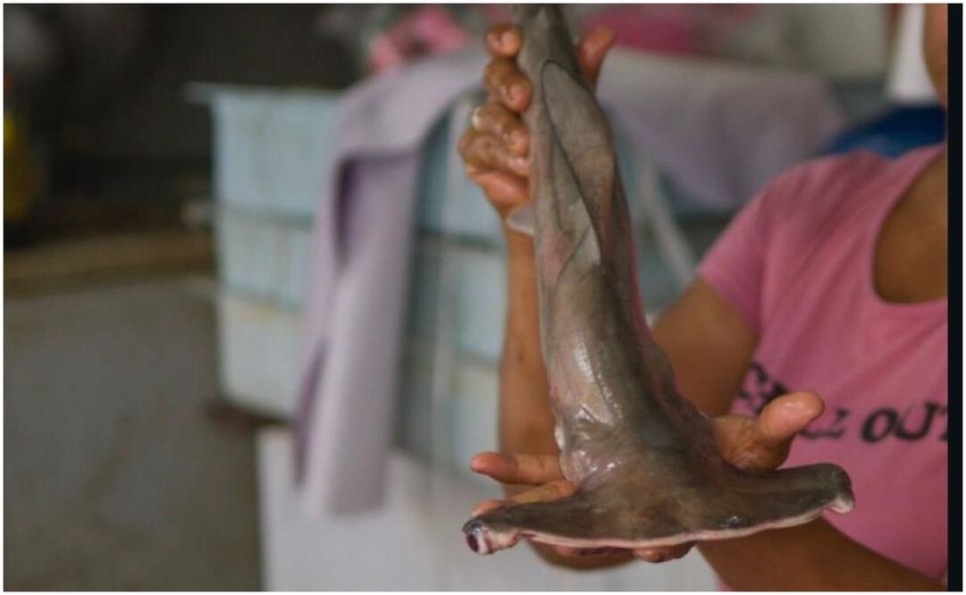 Foto: Cortesía de Oceana