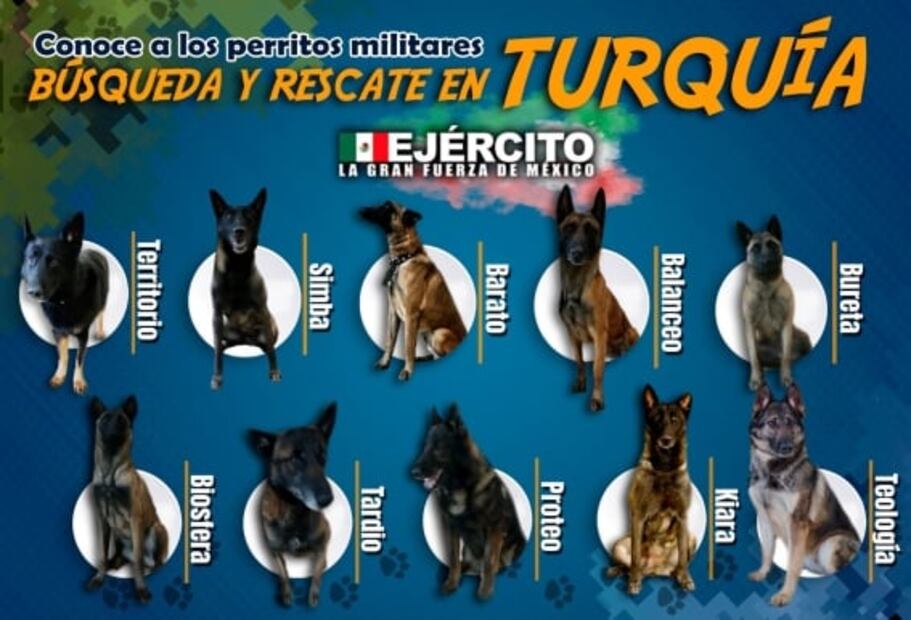 Proteo y otros perritos rescatistas que apoyan en terremoto de Turquía