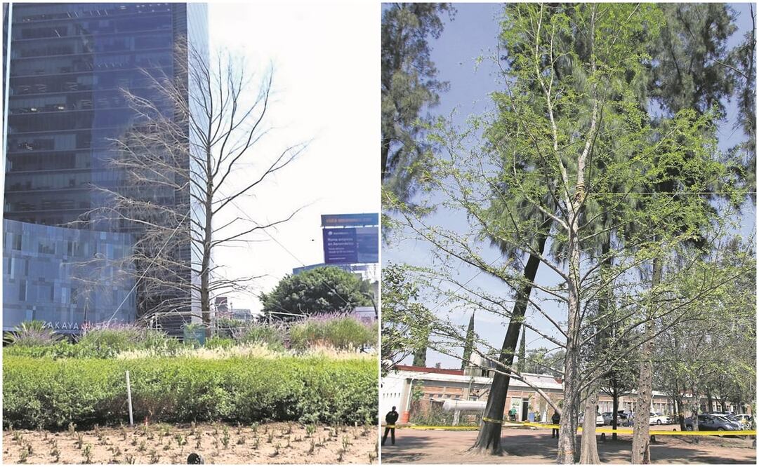 Los dos ejemplares de ahuehuete fueron donados a la Ciudad de México por el vivero Los Encinos, en Nuevo León. Fotos: Carlos Mejía / EL UNIVERSAL