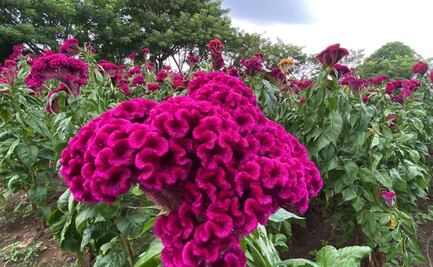 "Moco de pavo", la flor de terciopelo púrpura que adorna los altares 